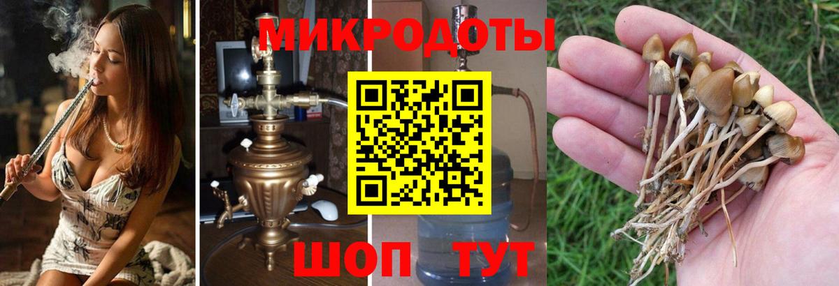 Псилоцибиновые грибы Psilocybe Туапсе